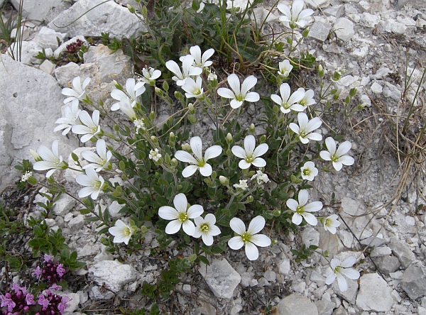 Arenaria bertolonii / Arenaria di Bertoloni